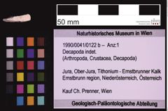 Foto (Objekt + Etiketten) von Decapoda indet. (NHMW-GEO-1990-0041-0122b)